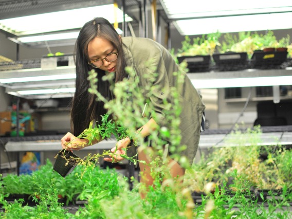 Student performing bioscience research with plants